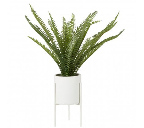 Feathered Fern in White Planter