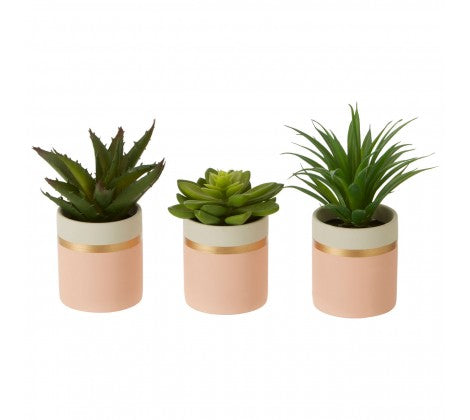 Pink Potted Succulents