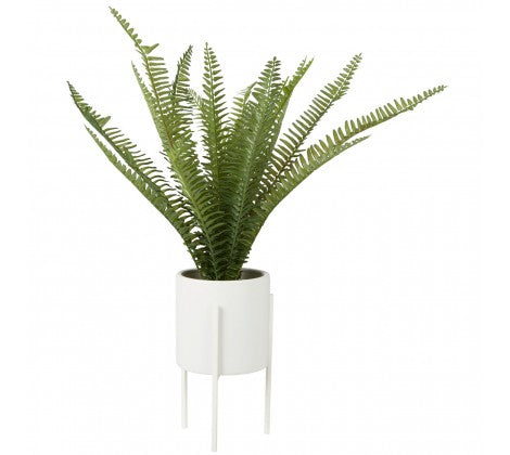Feathered Fern in White Planter