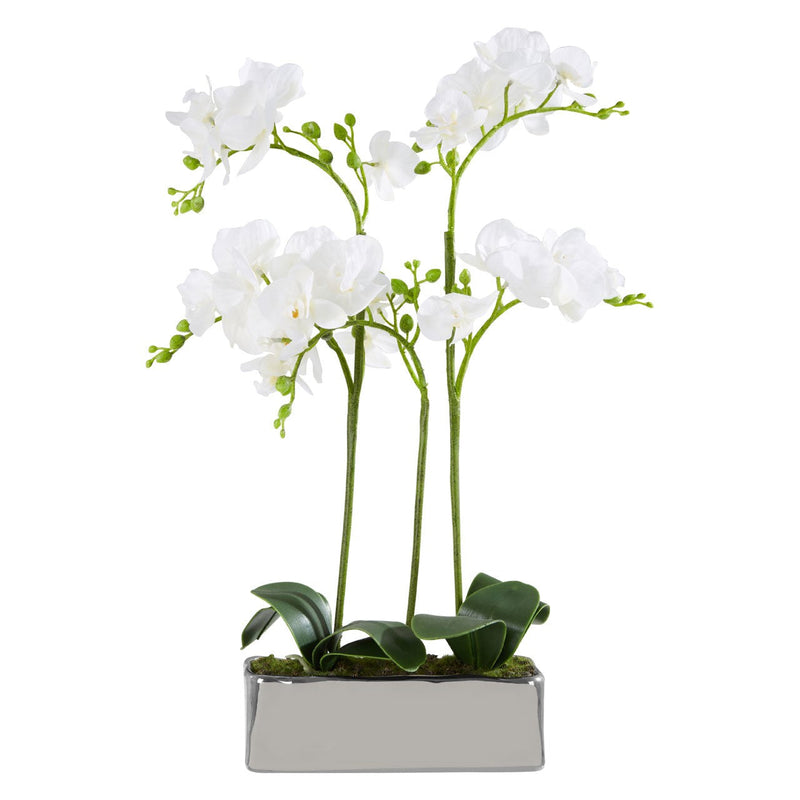 Silver Planter Orchid