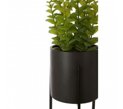 Thyme in Black Planter with Stand