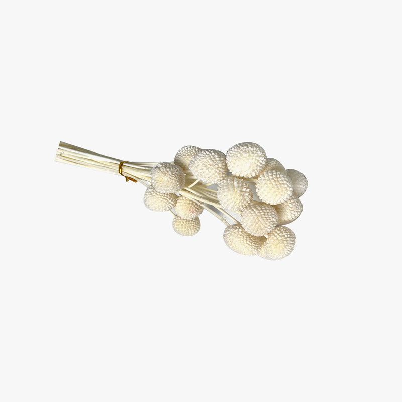 Dried White Billy Button Bunch