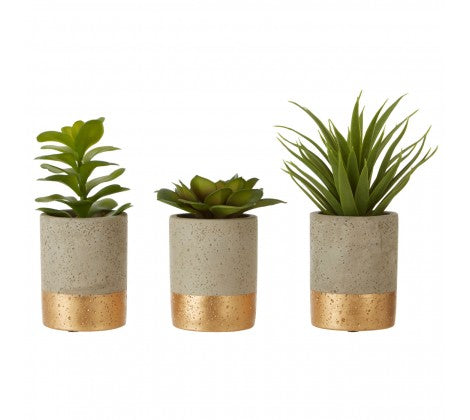 Gold Cement Potted Succulents