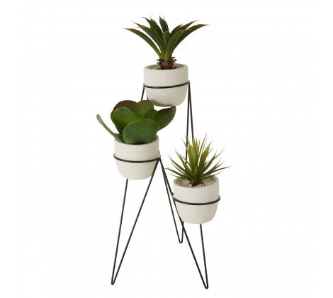 Succulents with Metal Stand